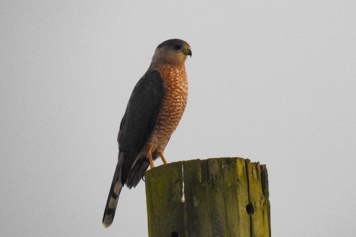 クーパーハイタカ - ML647194170