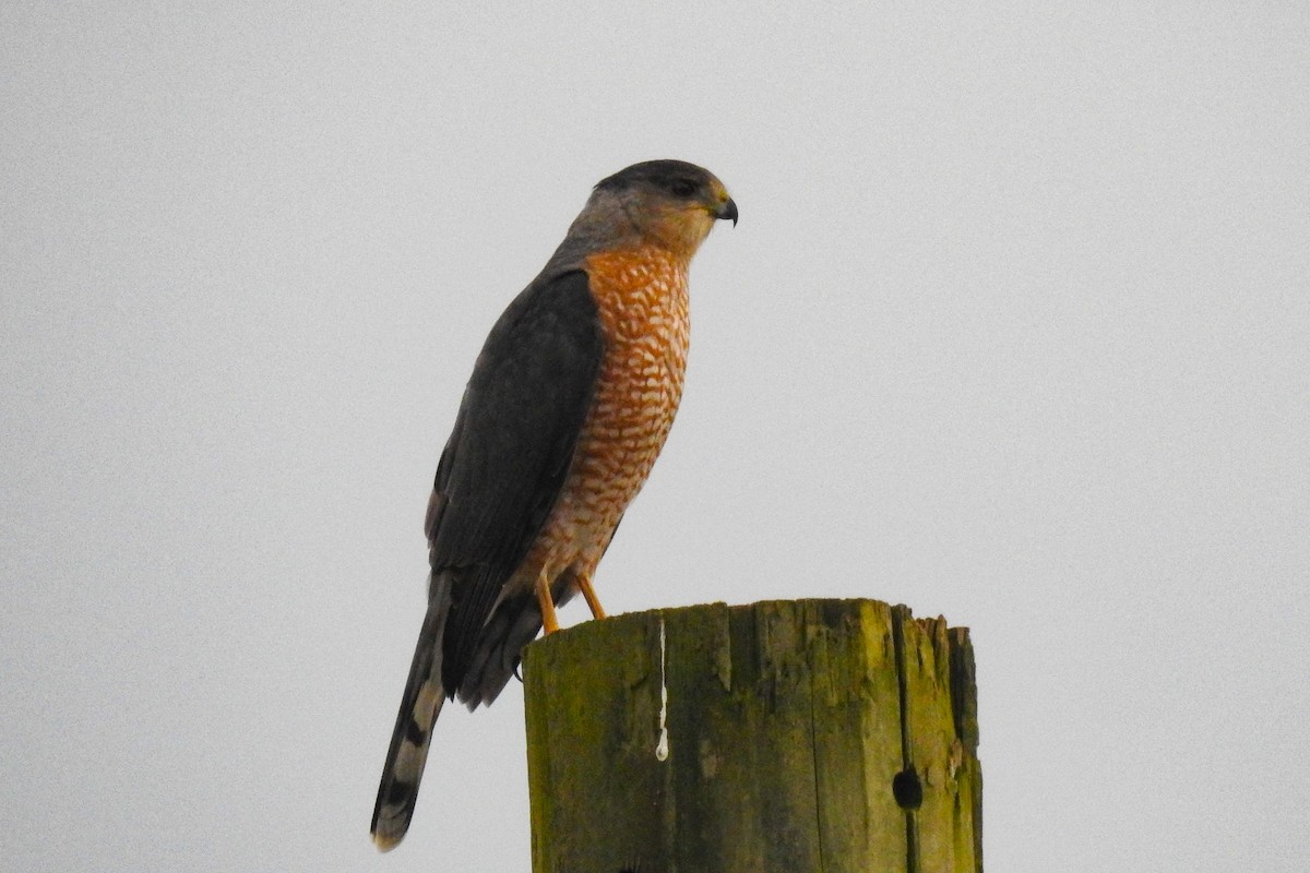 クーパーハイタカ - ML647194171