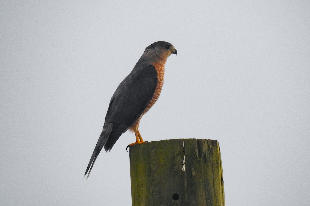 クーパーハイタカ - ML647194172