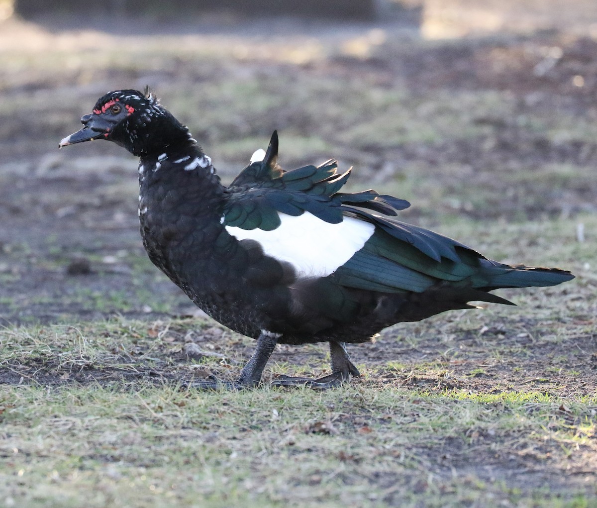 ノバリケン（家畜） - ML647194173