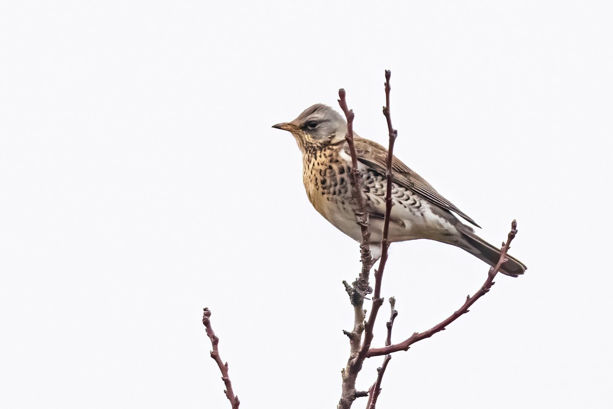 ノハラツグミ - ML647194175