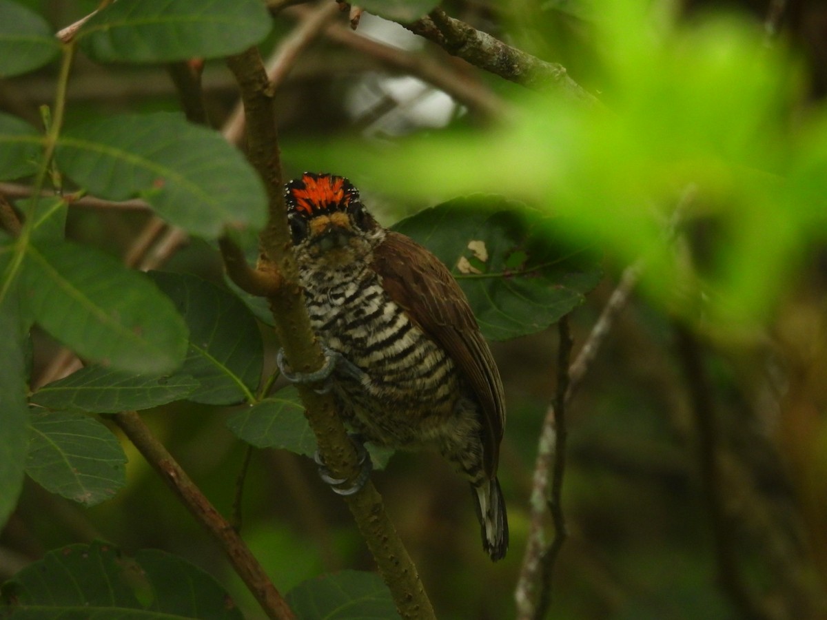 シロスジヒメキツツキ - ML647194176