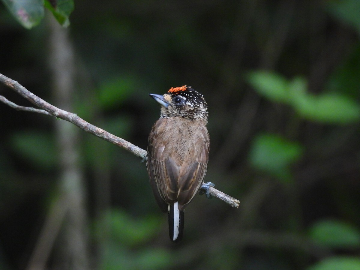 シロスジヒメキツツキ - ML647194177