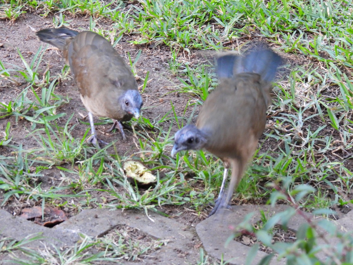 ムジヒメシャクケイ - ML647194178