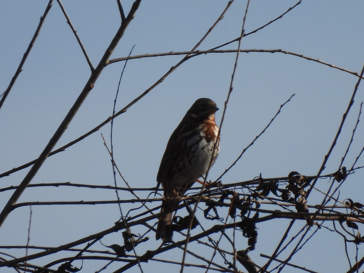 ゴマフスズメ（iliaca／zaboria） - ML647194180