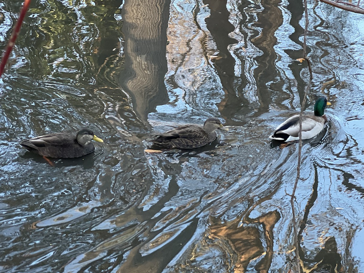 アメリカガモ - ML647194181