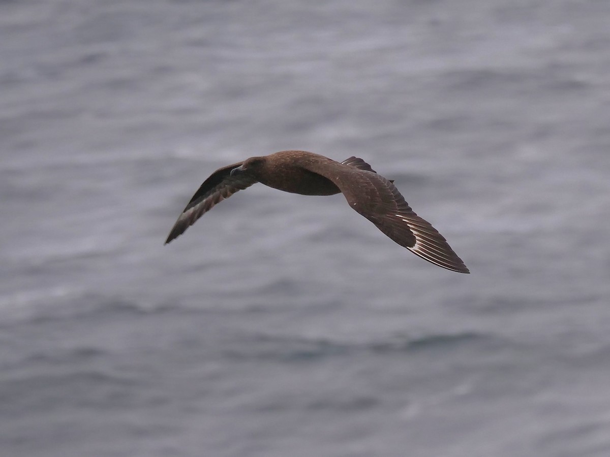 ミナミオオトウゾクカモメ - ML647194184