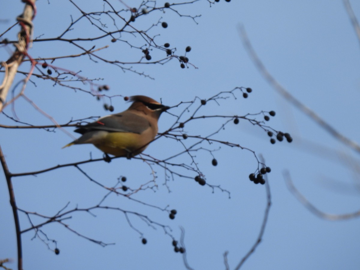 ヒメレンジャク - ML647194187