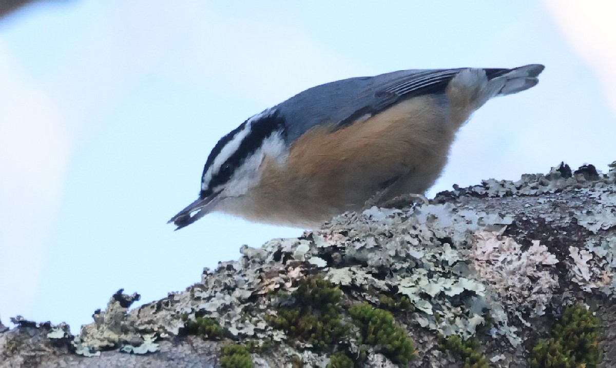 ムネアカゴジュウカラ - ML647194190