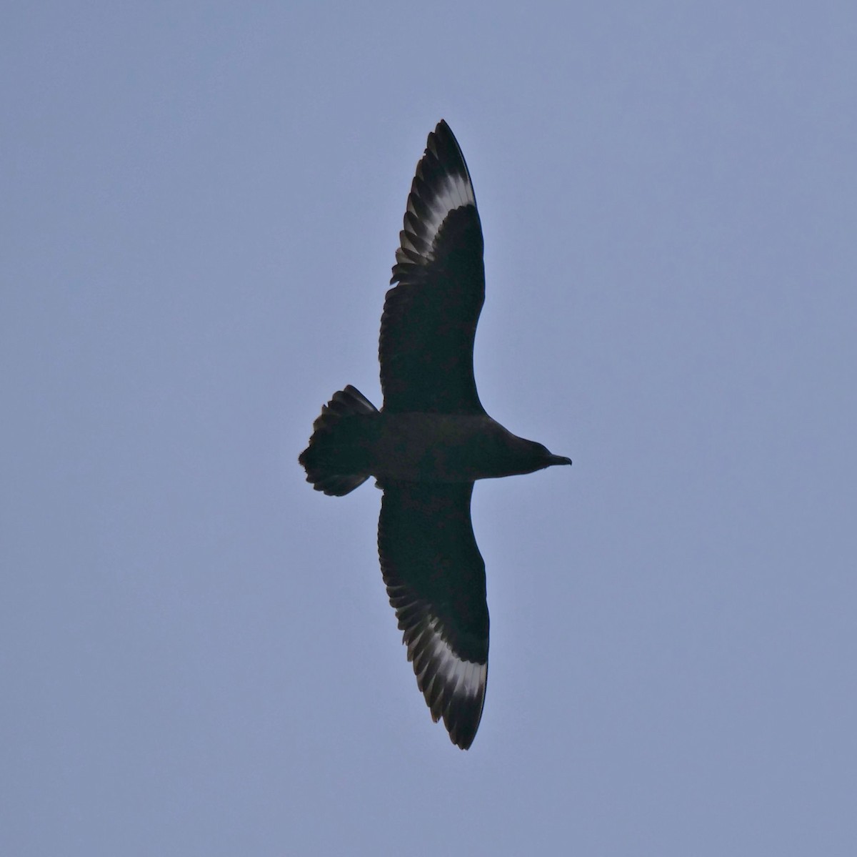 ミナミオオトウゾクカモメ - ML647194191