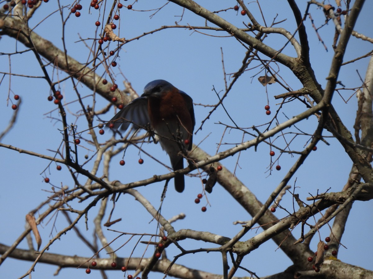 ルリツグミ - ML647194197