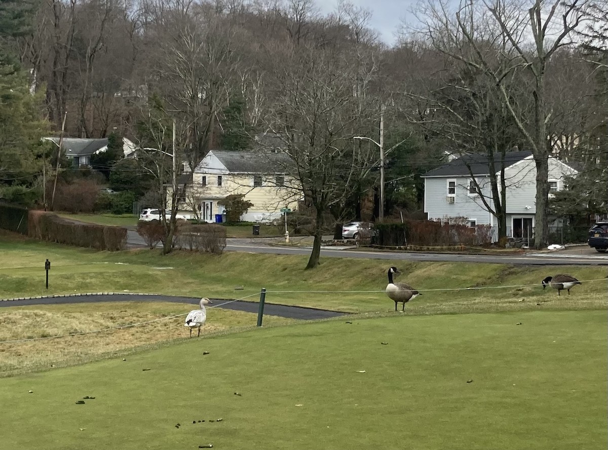 ハクガン - ML647194198