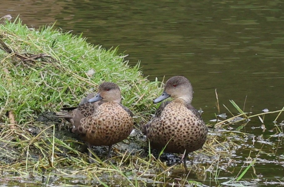 Gray Teal - ML647194208