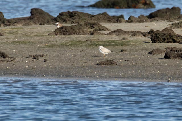 Piping Plover - ML647194209