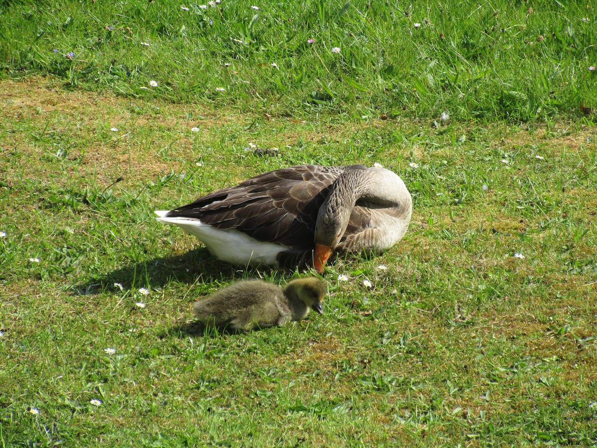 Graylag Goose - ML647194215