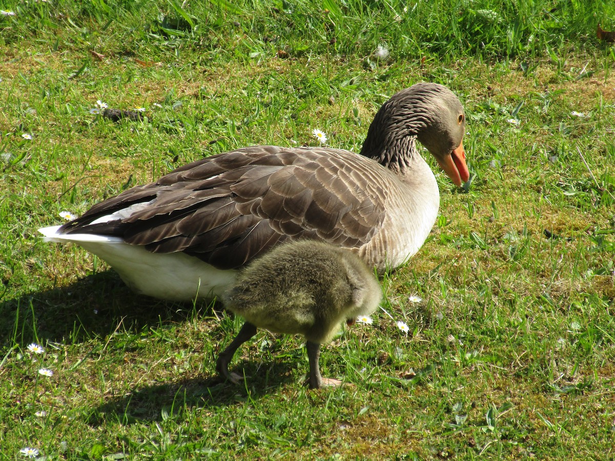 Graylag Goose - ML647194216