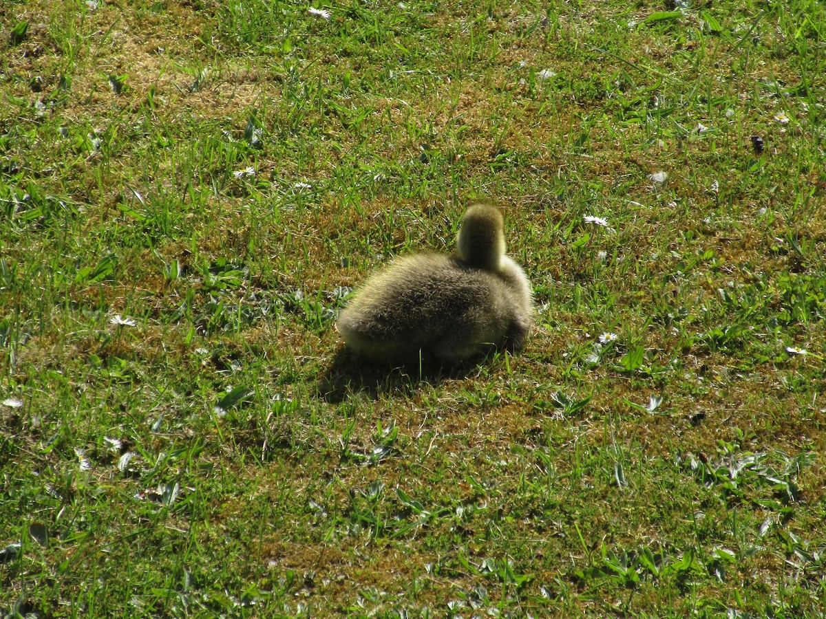 Graylag Goose - ML647194227