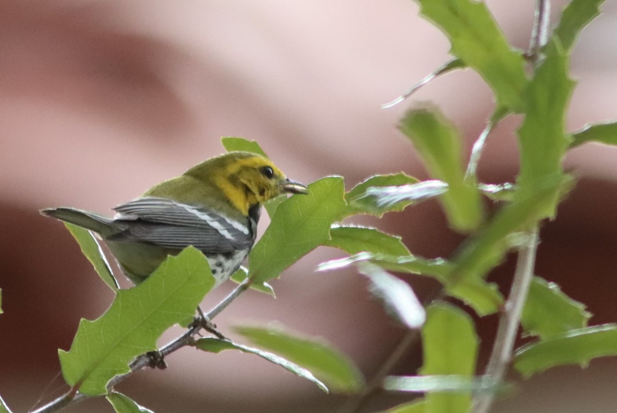 Black-throated Green Warbler - ML647194228