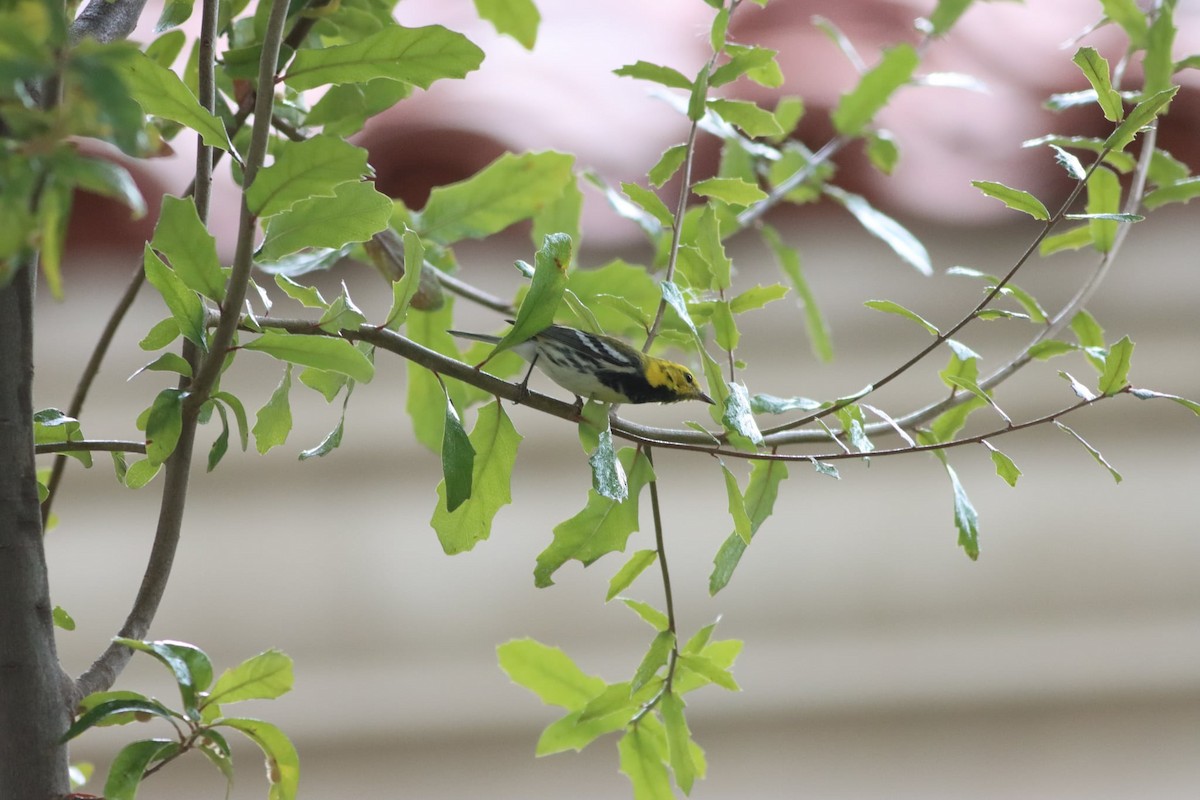 Black-throated Green Warbler - ML647194229