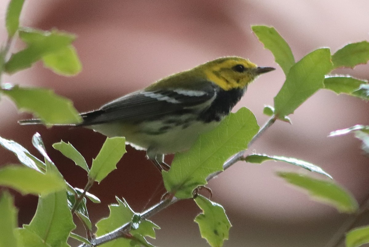 Black-throated Green Warbler - ML647194230