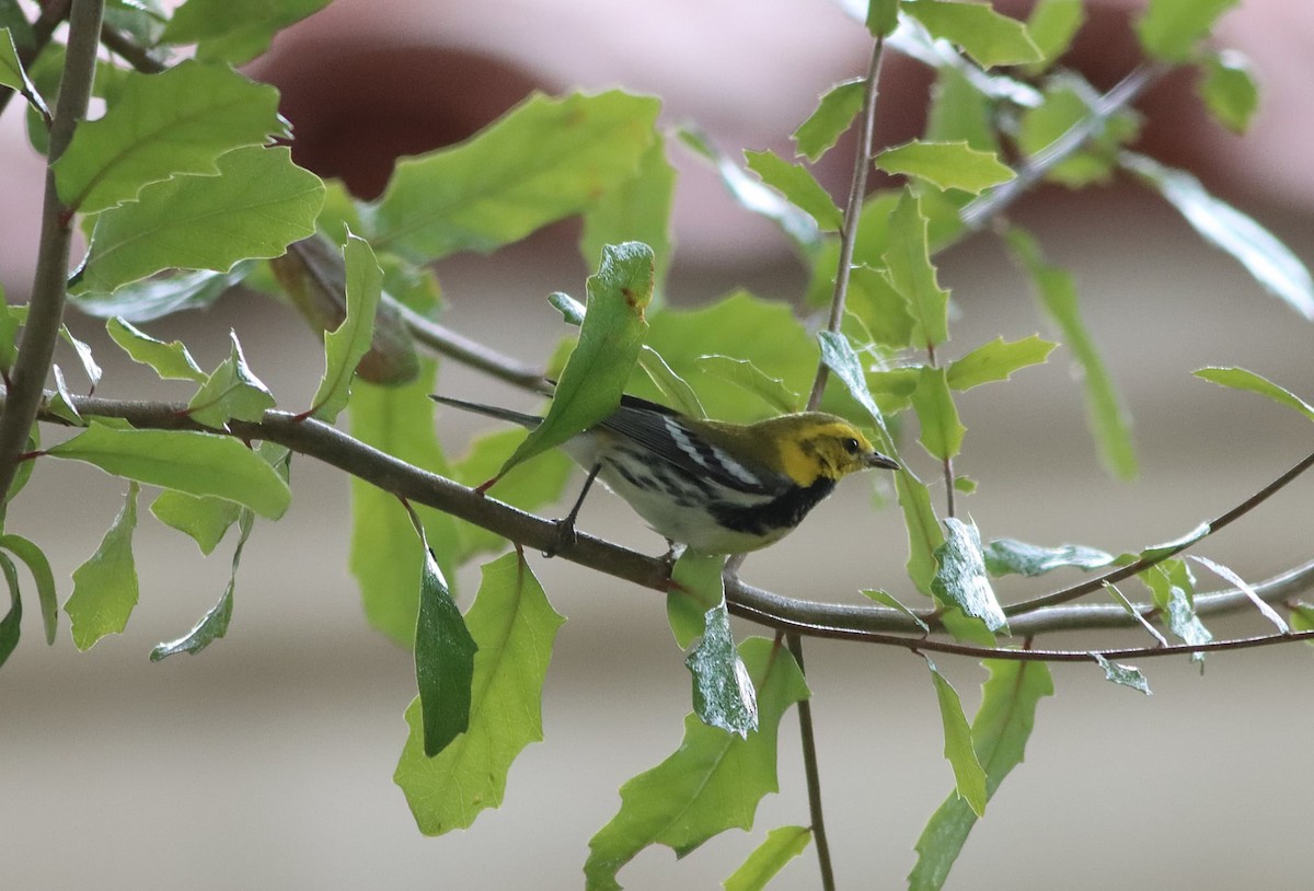 Black-throated Green Warbler - ML647194231