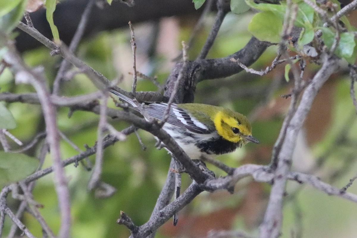 Black-throated Green Warbler - ML647194232