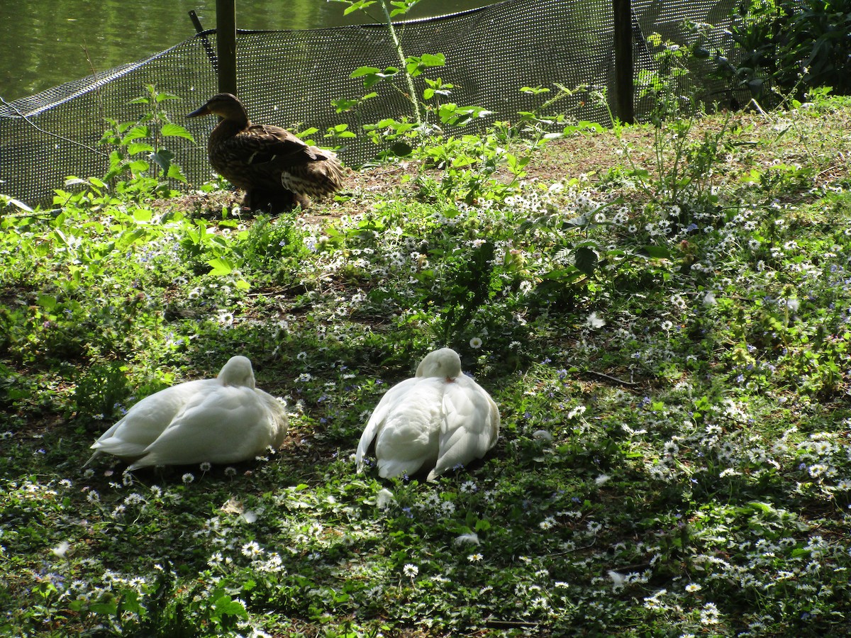 goose sp. - ML647194238