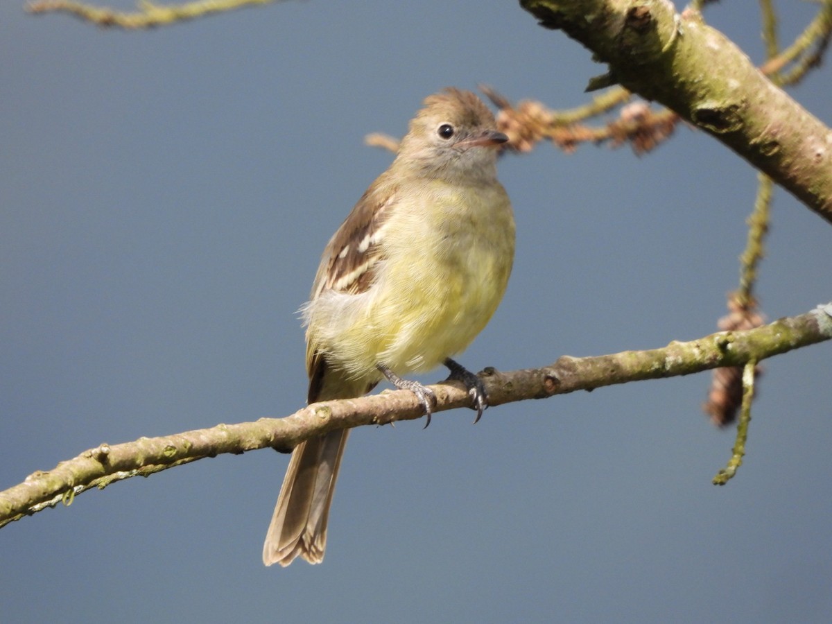 Yellow-bellied Elaenia - ML647194253