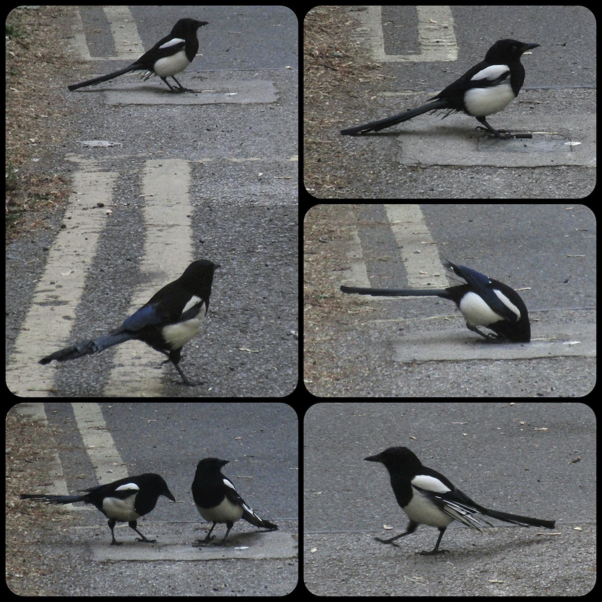 Eurasian Magpie - ML647194254