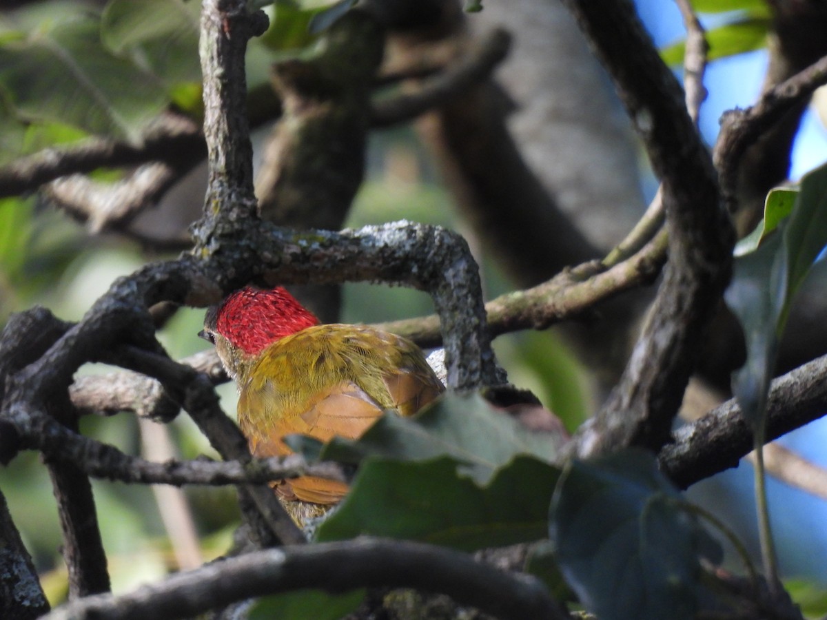 Golden-olive Woodpecker - ML647194255