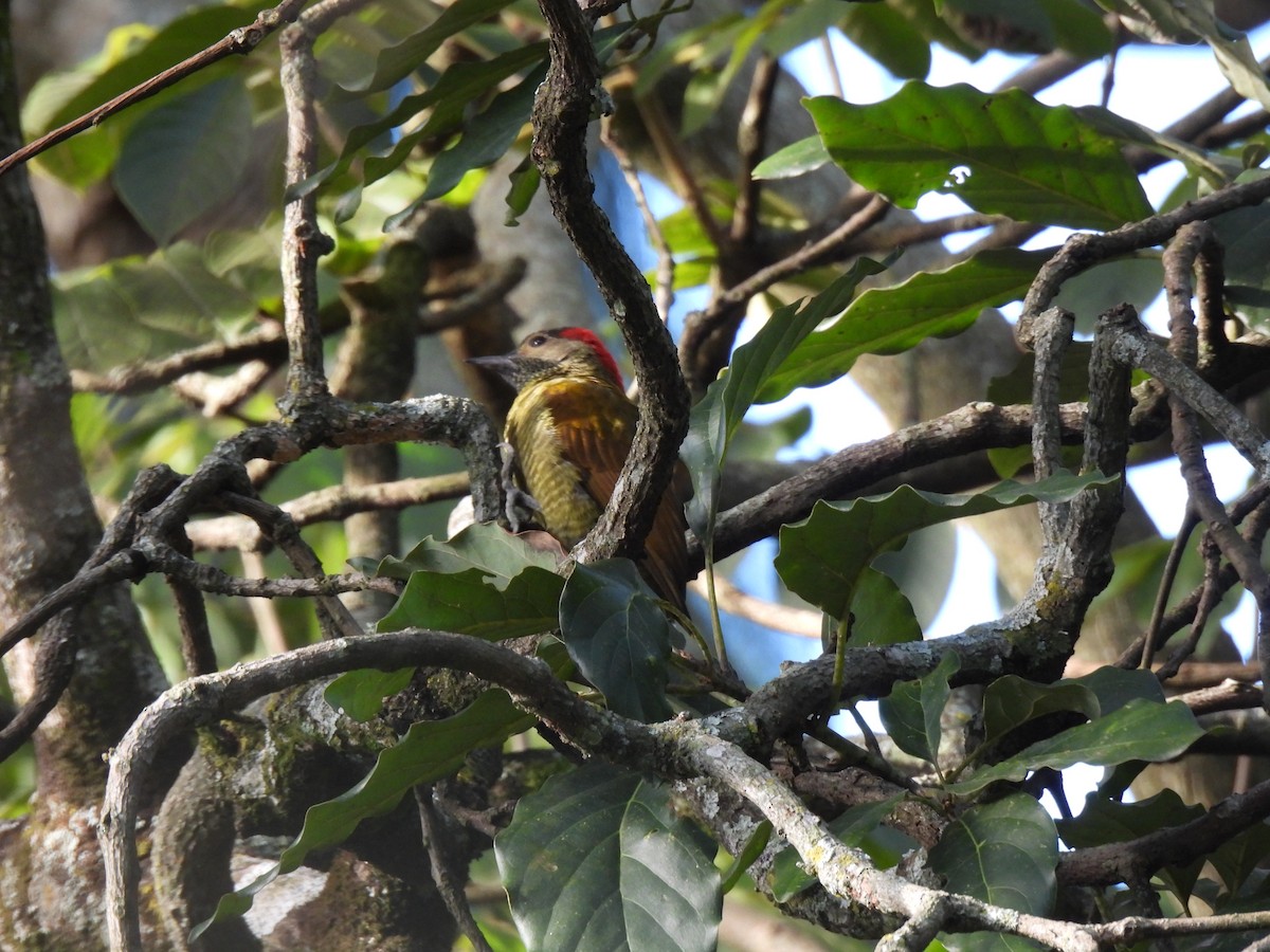 Golden-olive Woodpecker - ML647194256