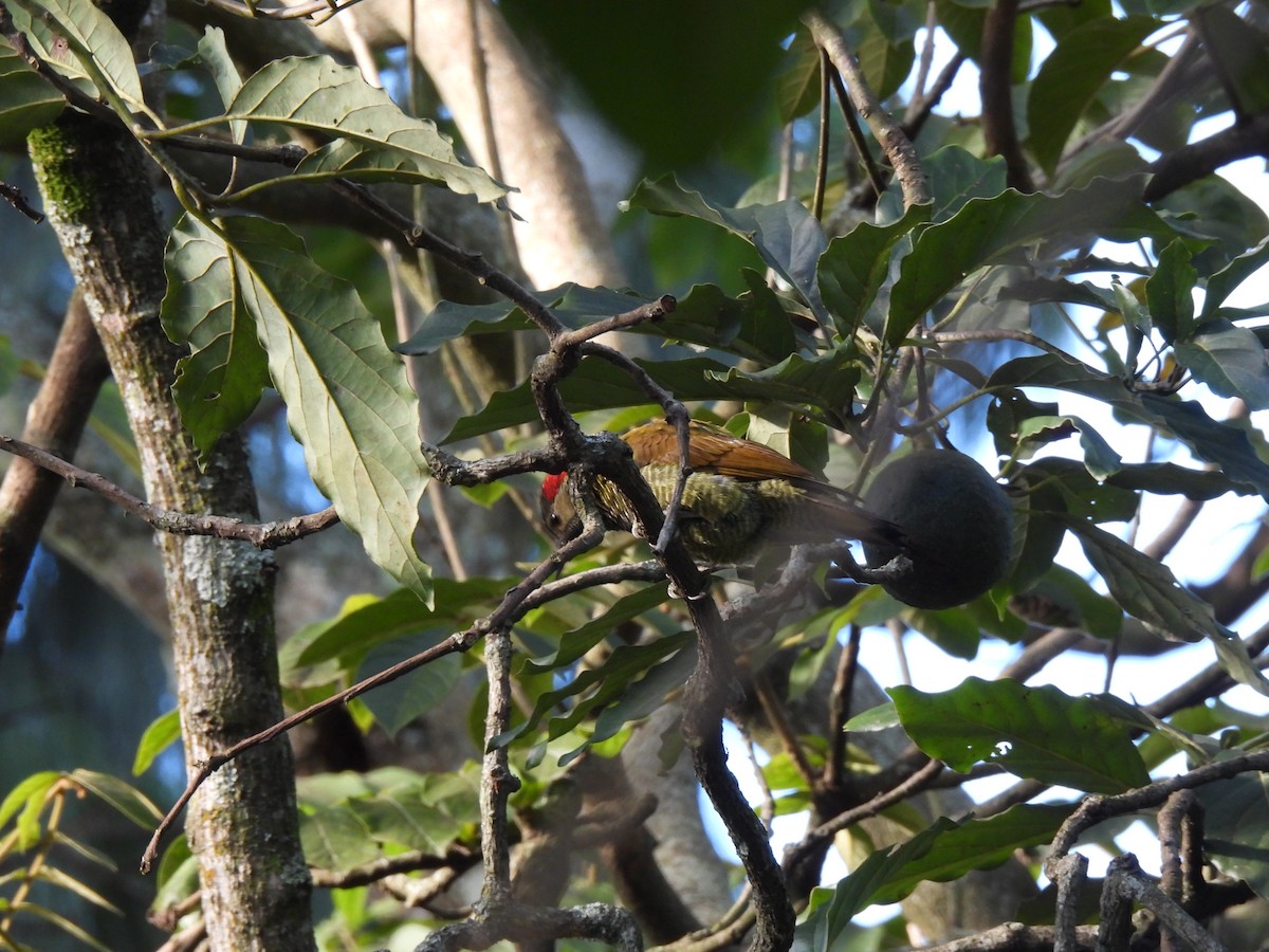 Golden-olive Woodpecker - ML647194266