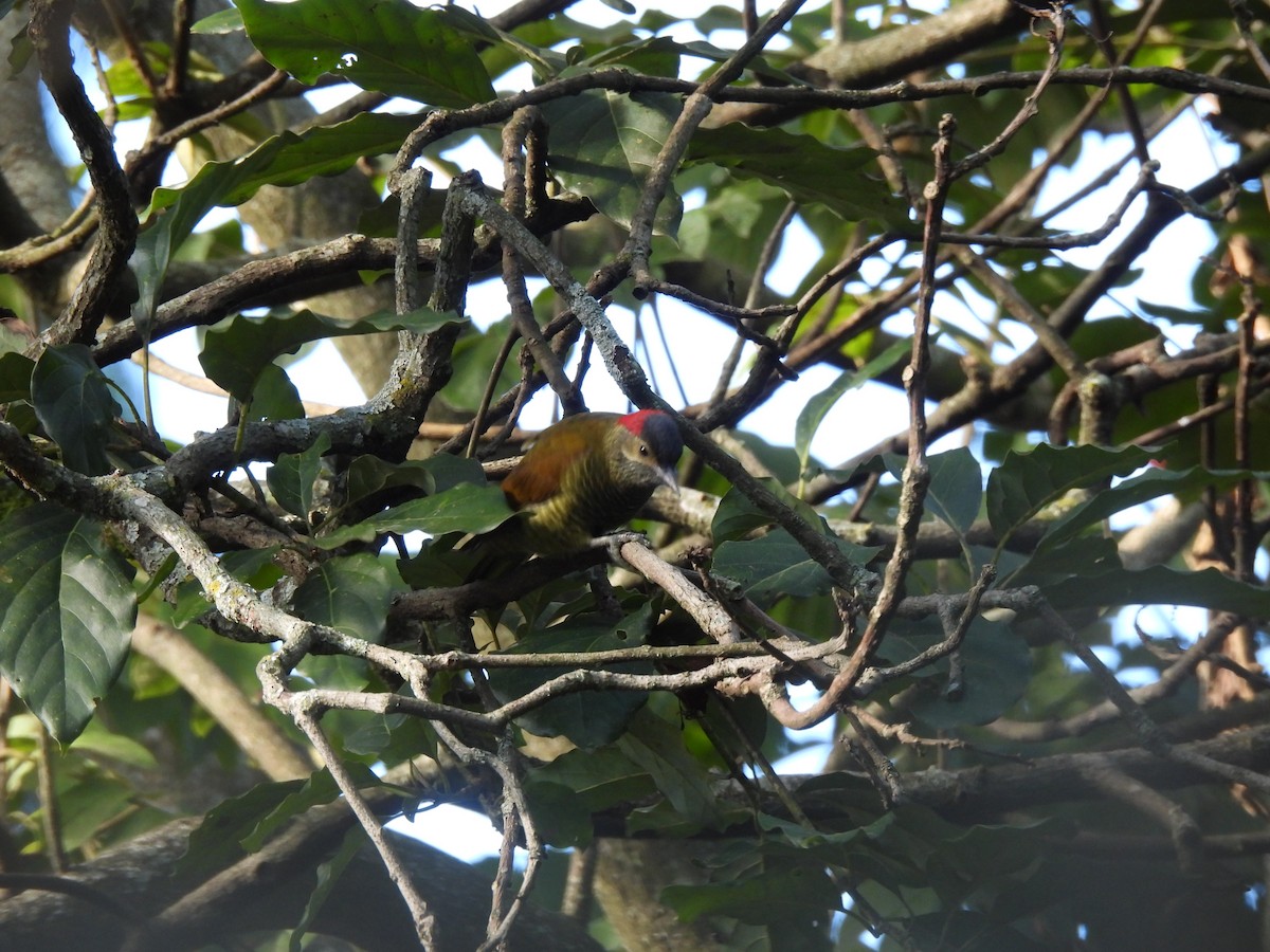 Golden-olive Woodpecker - ML647194267