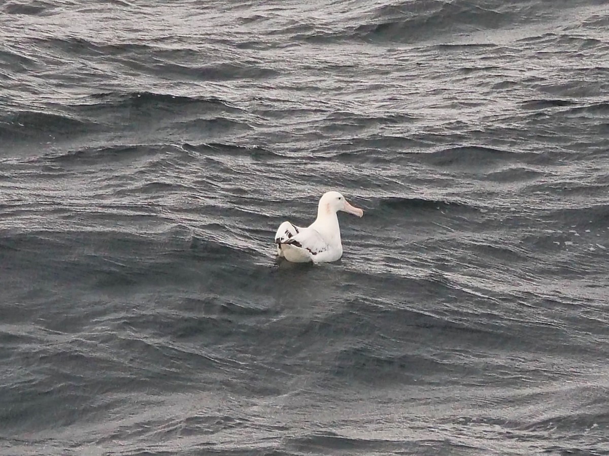 Snowy Albatross - ML647194271