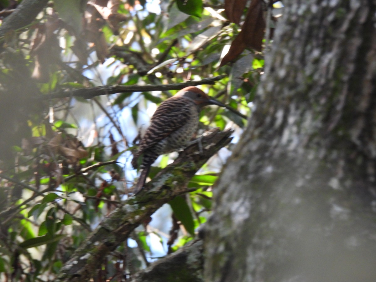 Guatemalan Flicker - ML647194277