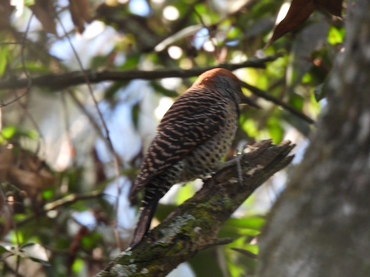 Guatemalan Flicker - ML647194278
