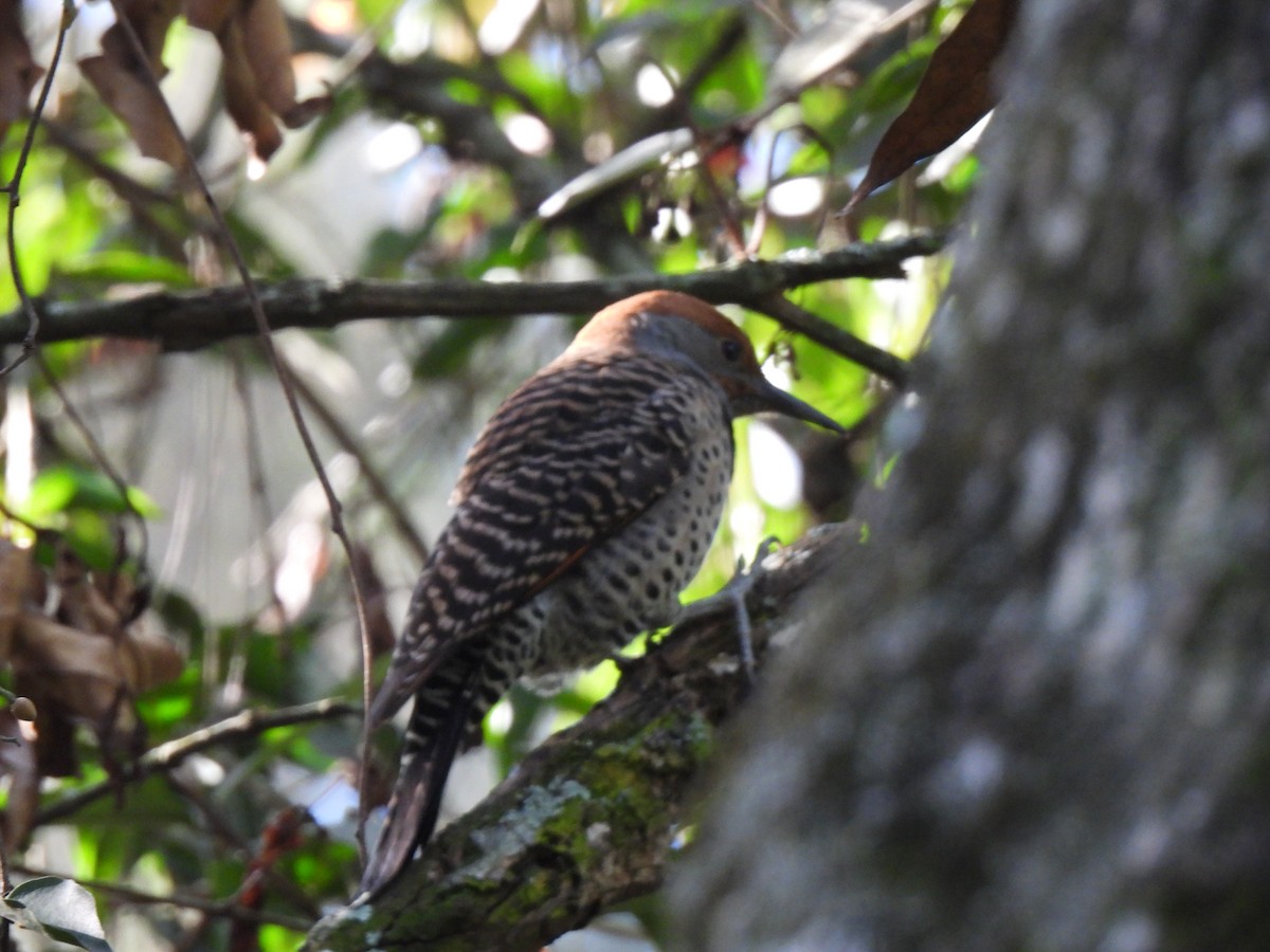Guatemalan Flicker - ML647194279