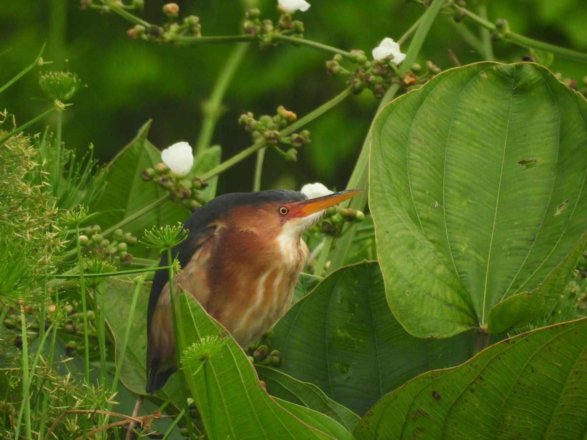 Petit Blongios - ML647194288