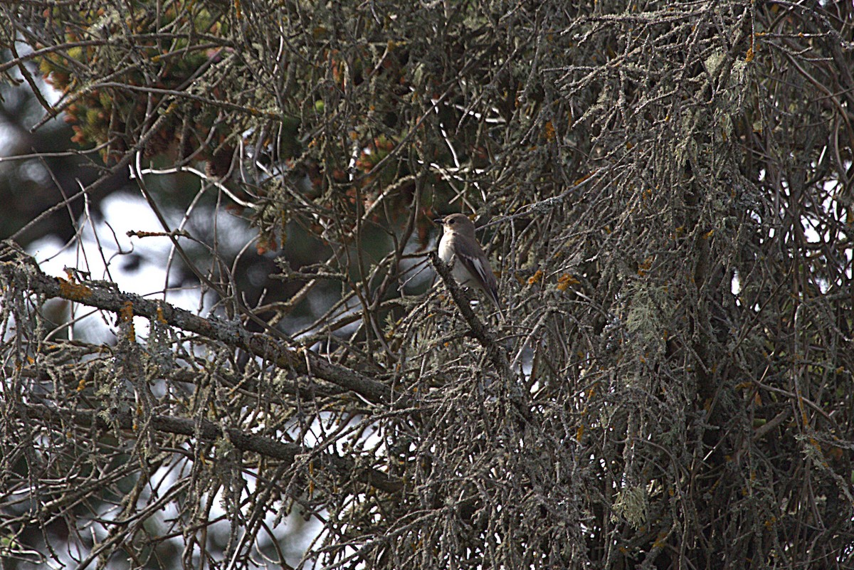 European Pied Flycatcher - ML647194302
