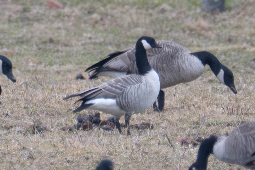 Oca canadese minore - ML647194310