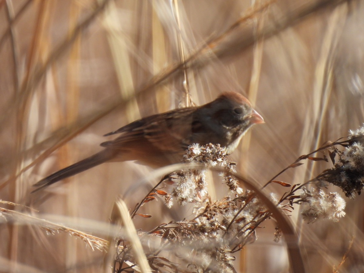 Field Sparrow - ML647194314