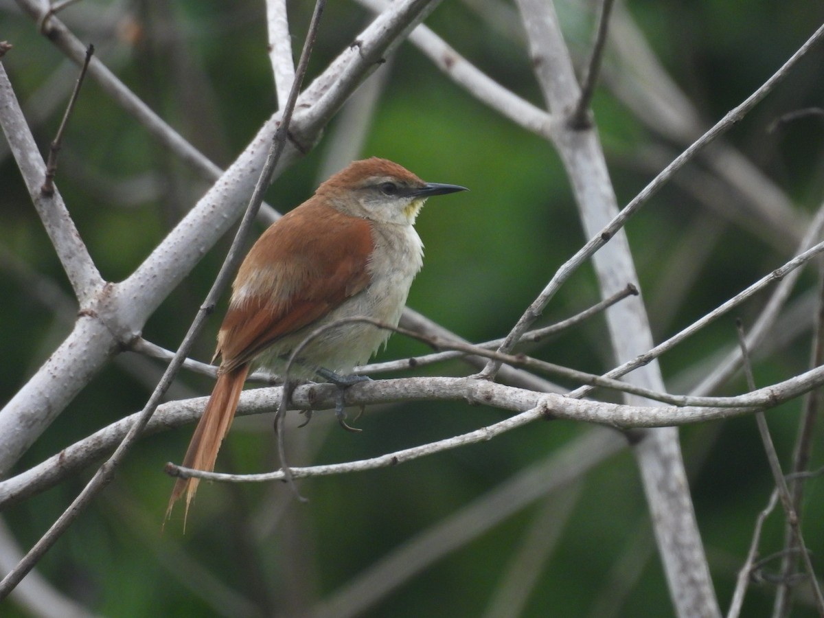 Yellow-chinned Spinetail - ML647194318