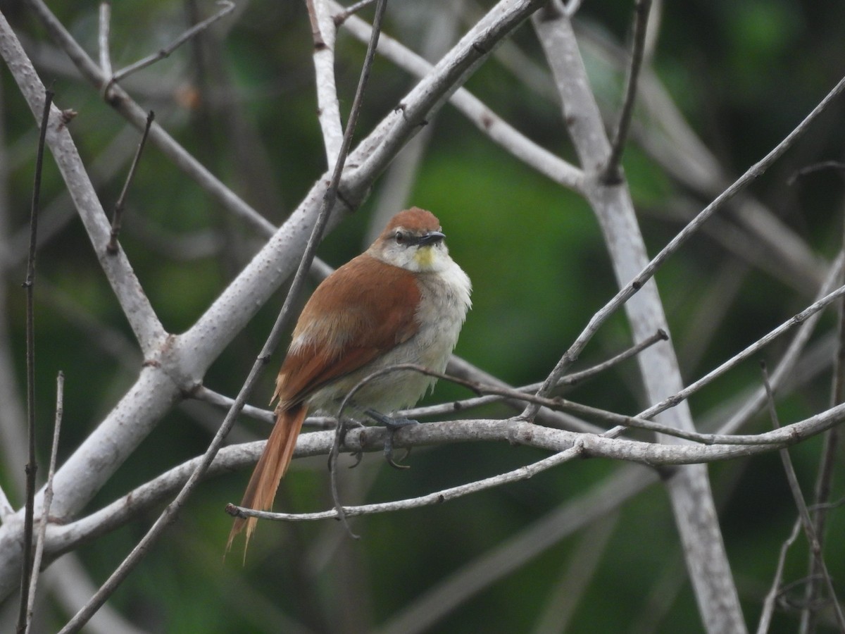 Yellow-chinned Spinetail - ML647194319