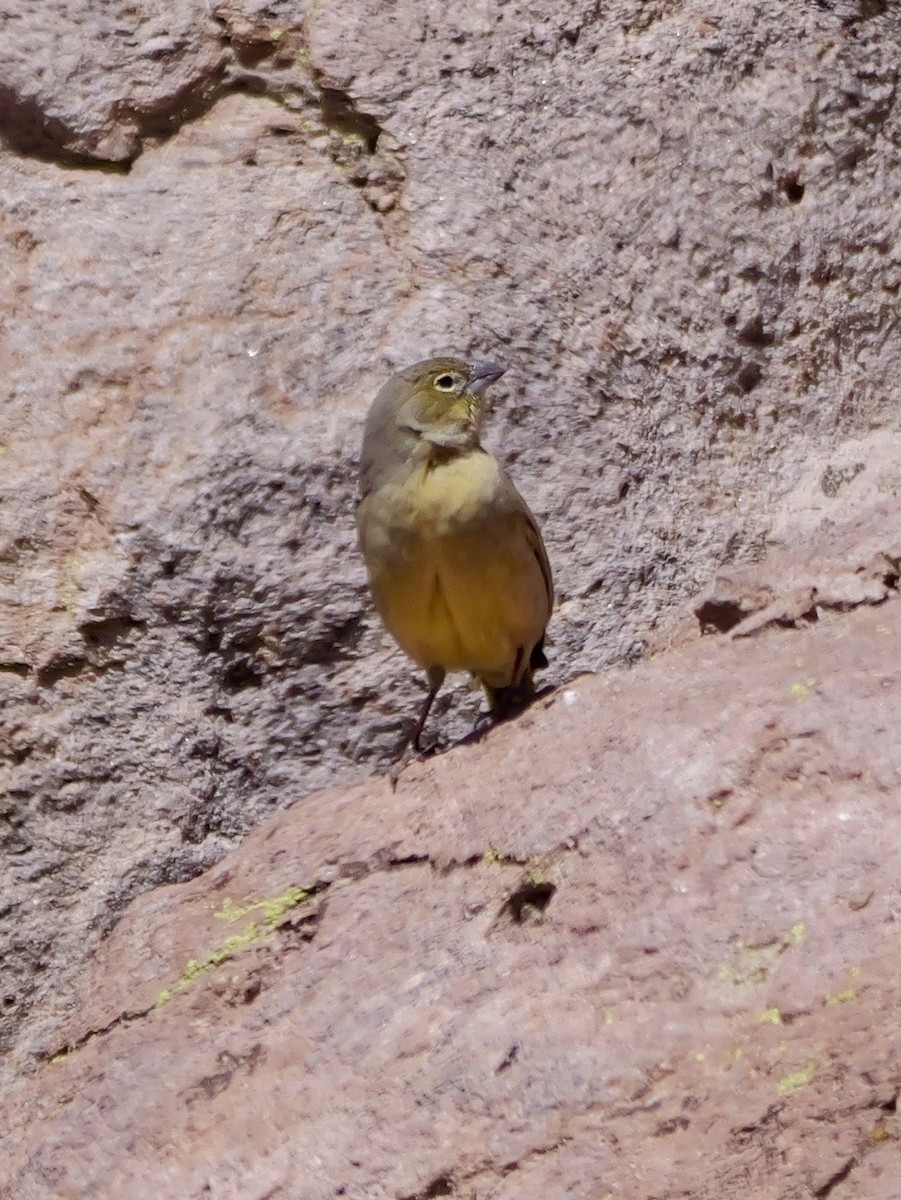 Greenish Yellow-Finch - ML647194322