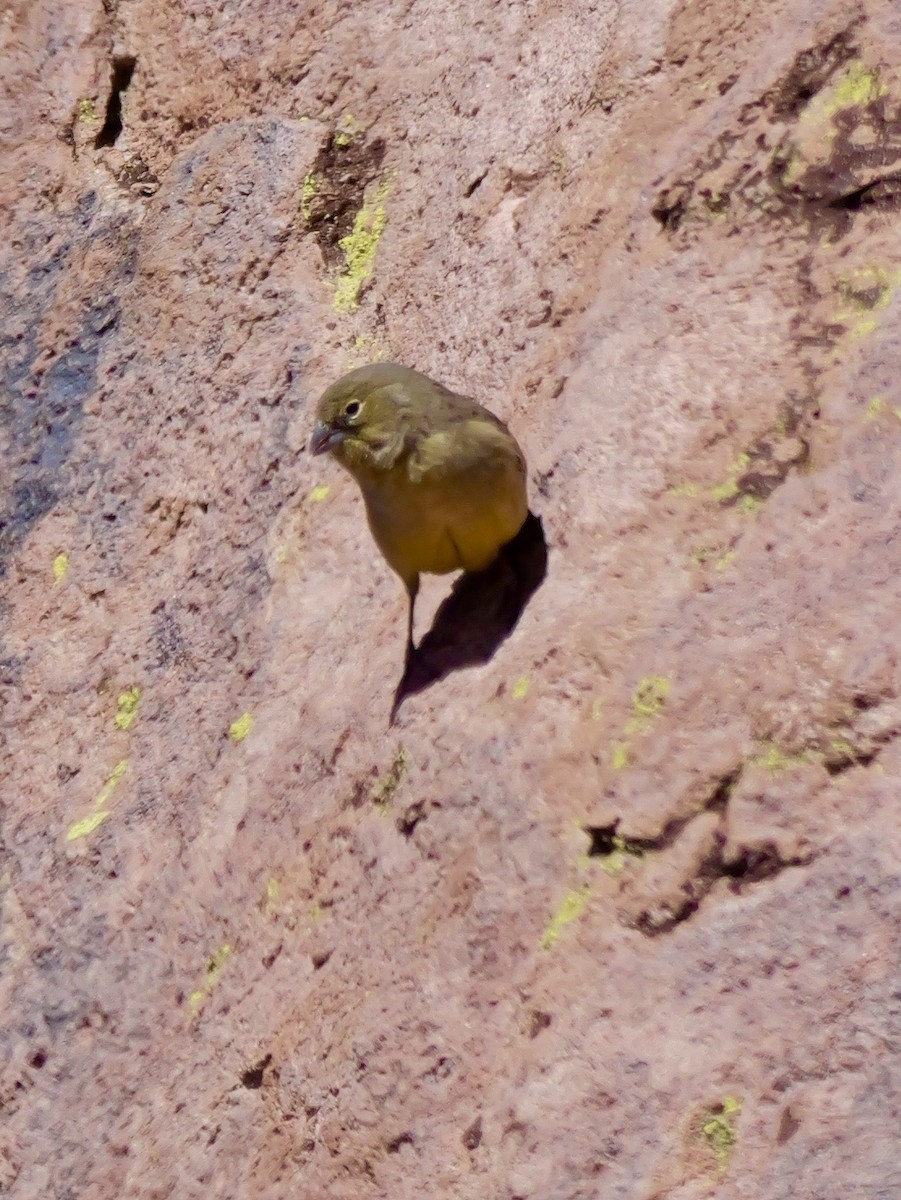 Greenish Yellow-Finch - ML647194323