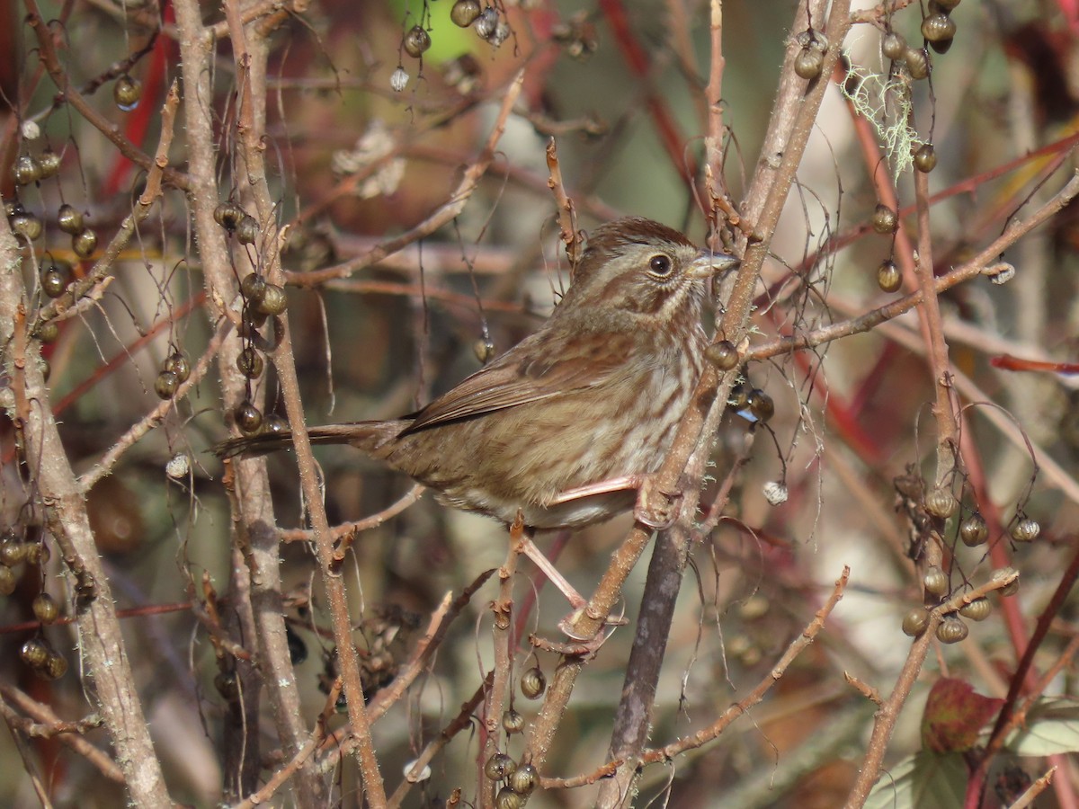 Song Sparrow - ML647194331