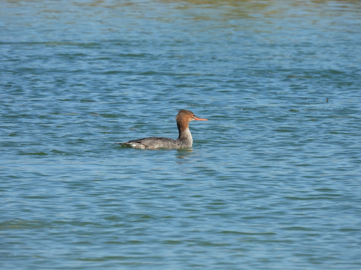 Red-breasted Merganser - ML647194341