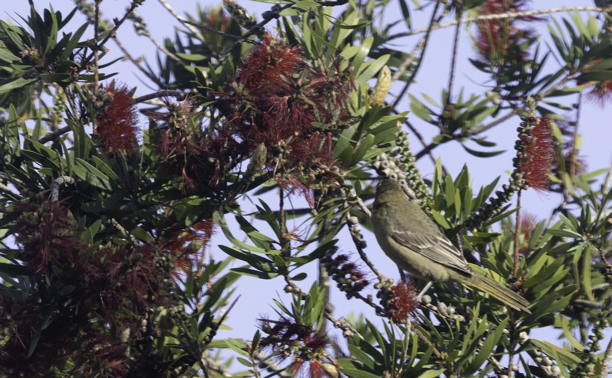 Hooded Oriole - ML647194346