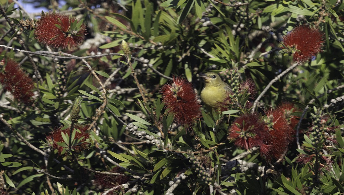 Hooded Oriole - ML647194347