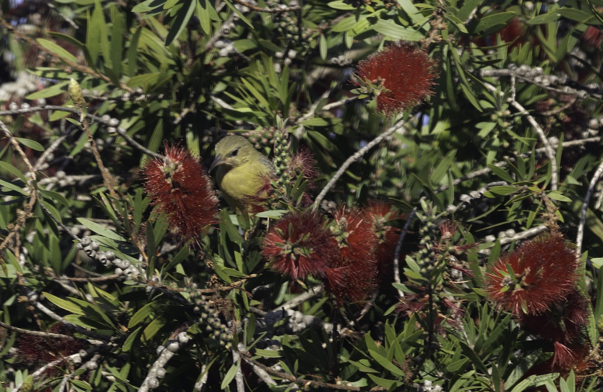 Hooded Oriole - ML647194348